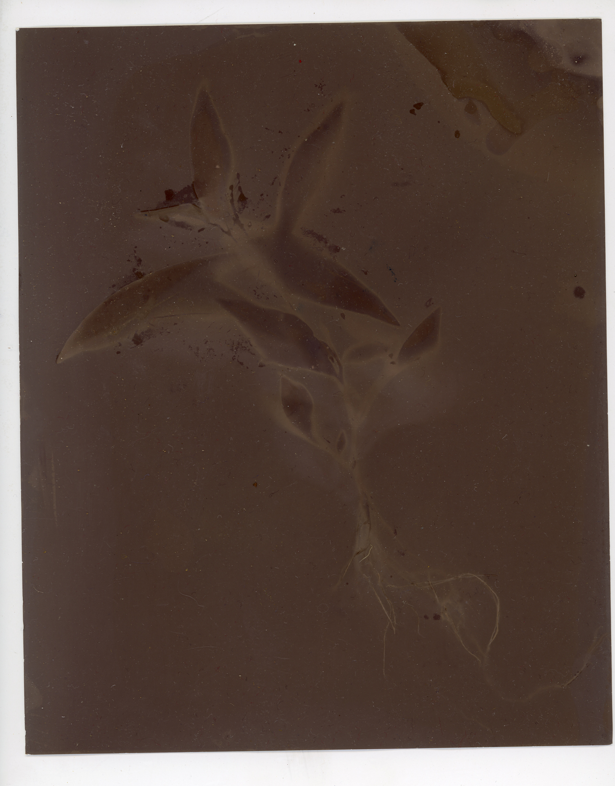 A lumen print of a plant. The image is a brownish hue.