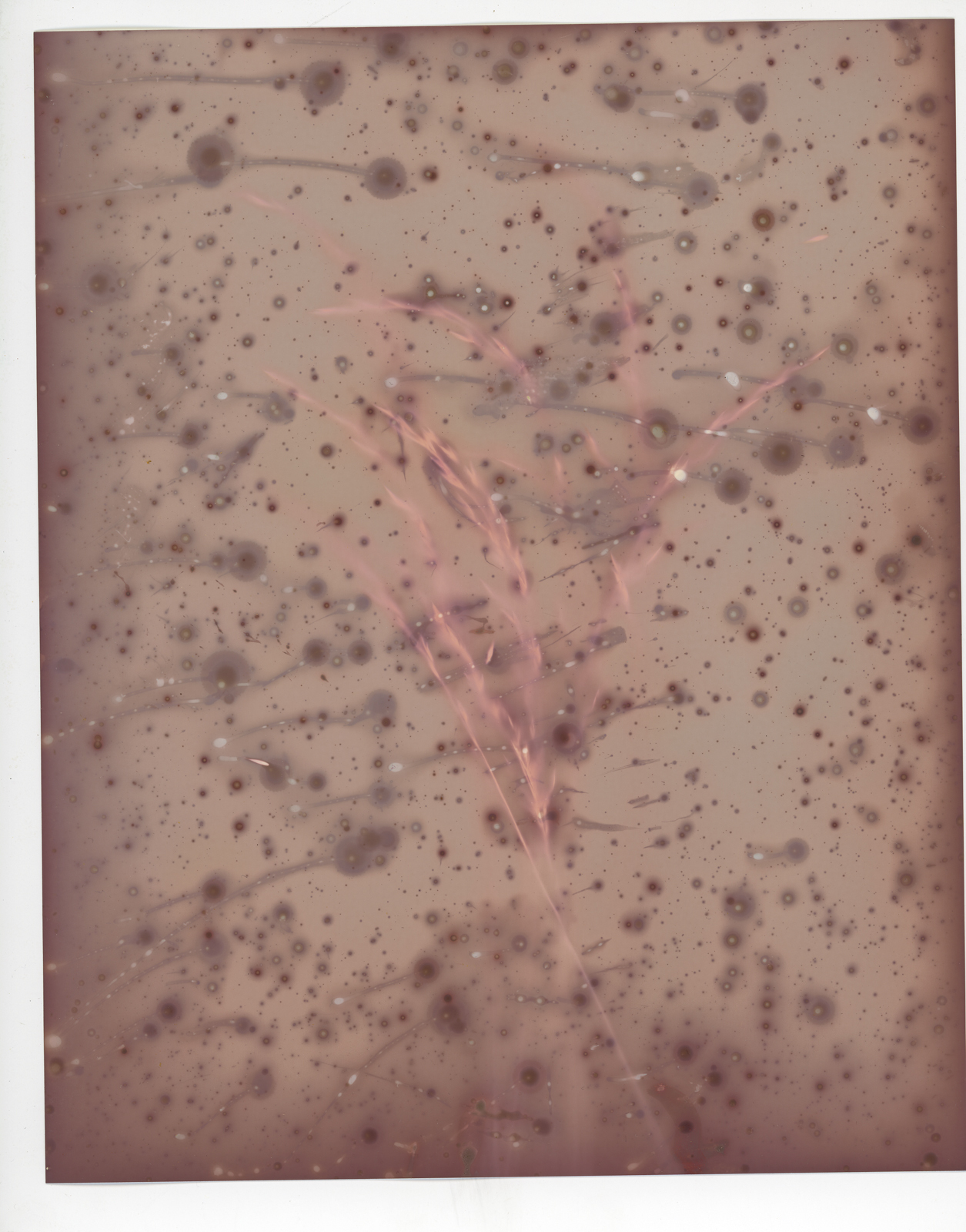 A lumen print of a plant exposed outside during a light summer rain.