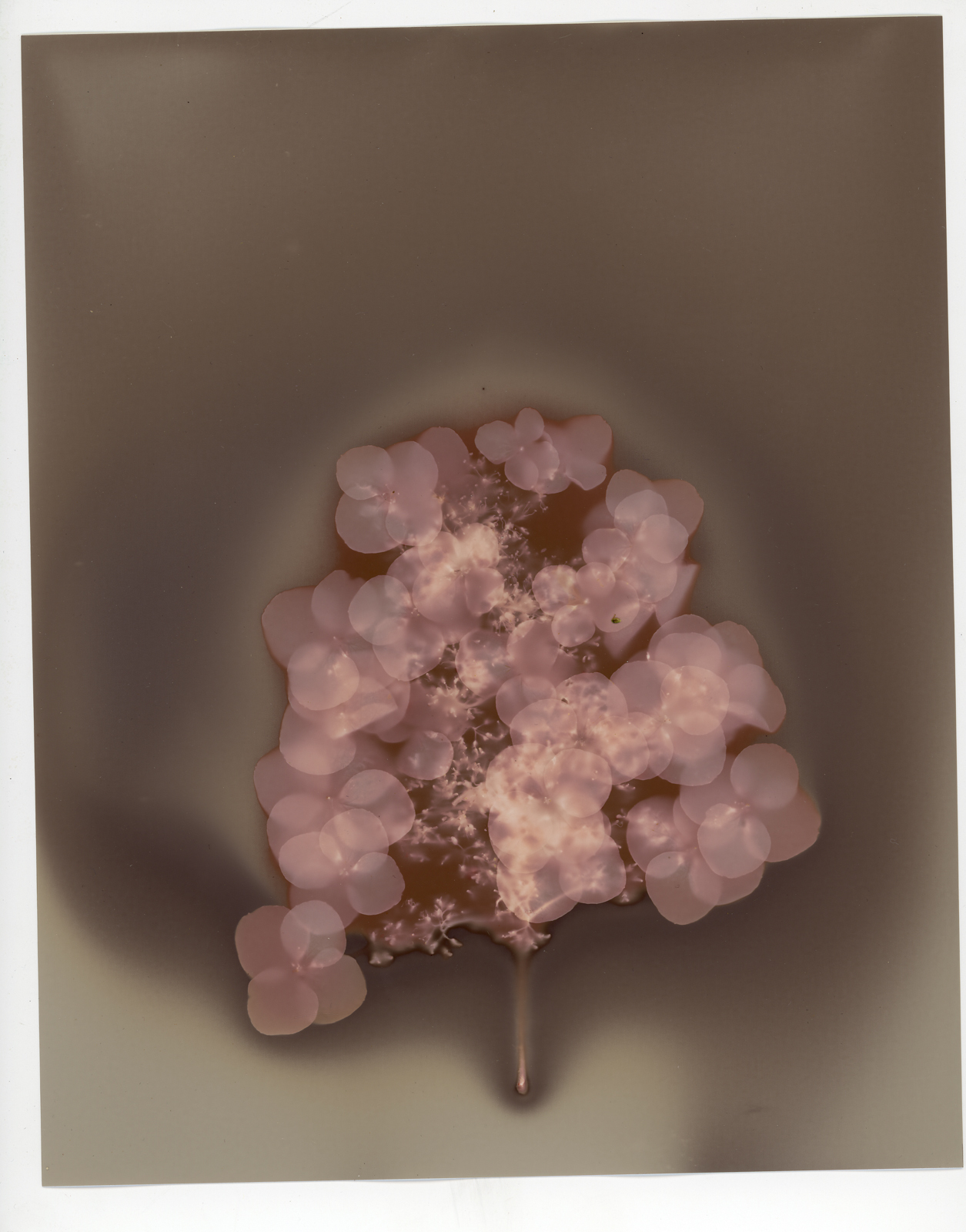 A lumen print of flowers.