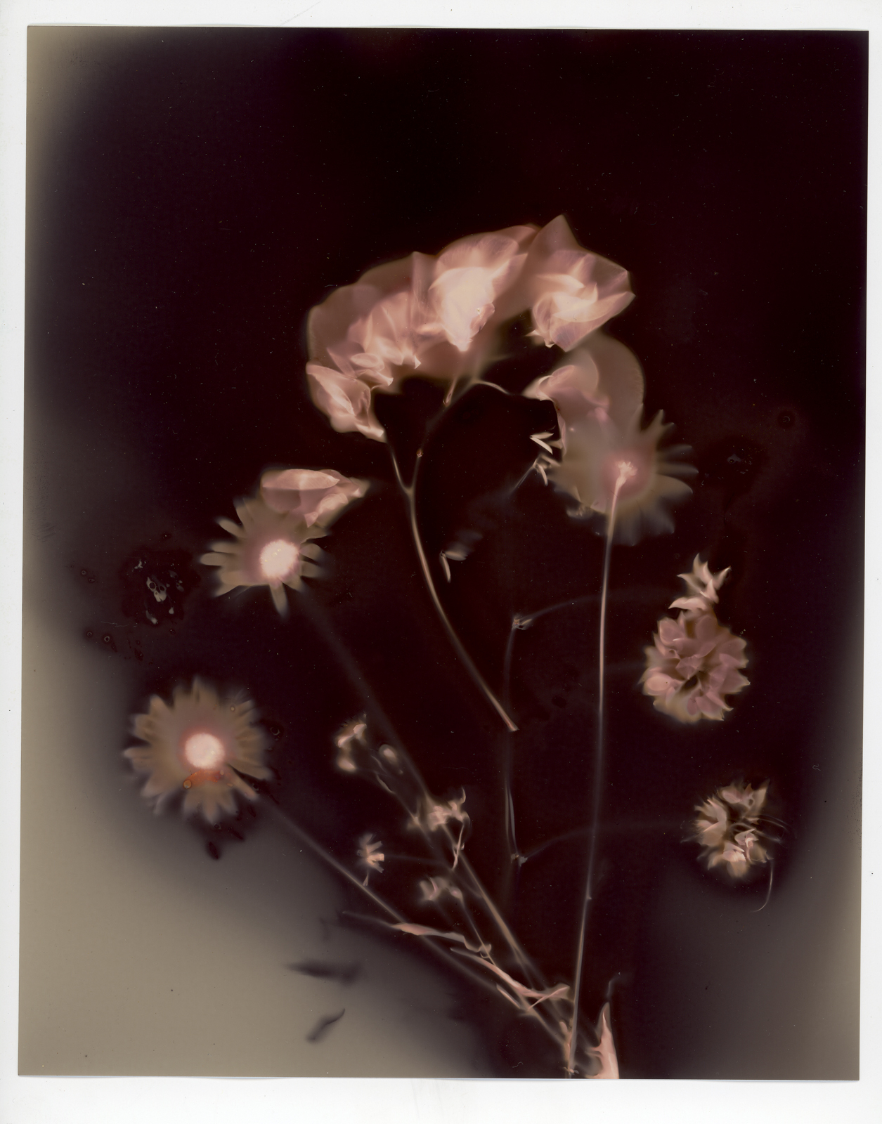 A lumen print of a bouquet of flowers gathered at the Penland School of Crafts.