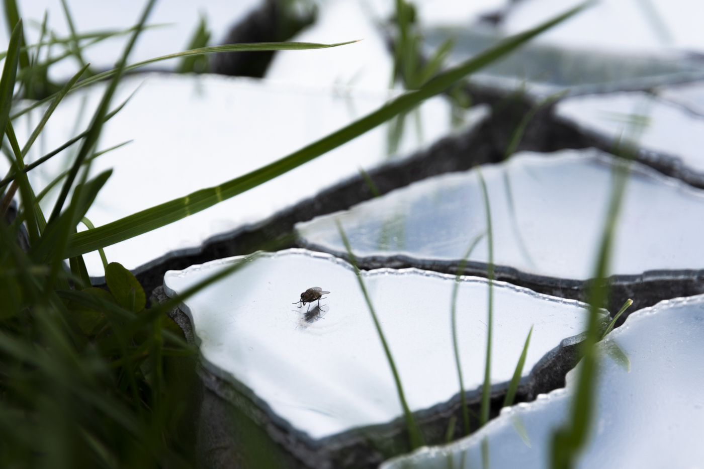 a close-up image of a fly standing on top of a mirror that is sitting in grass.