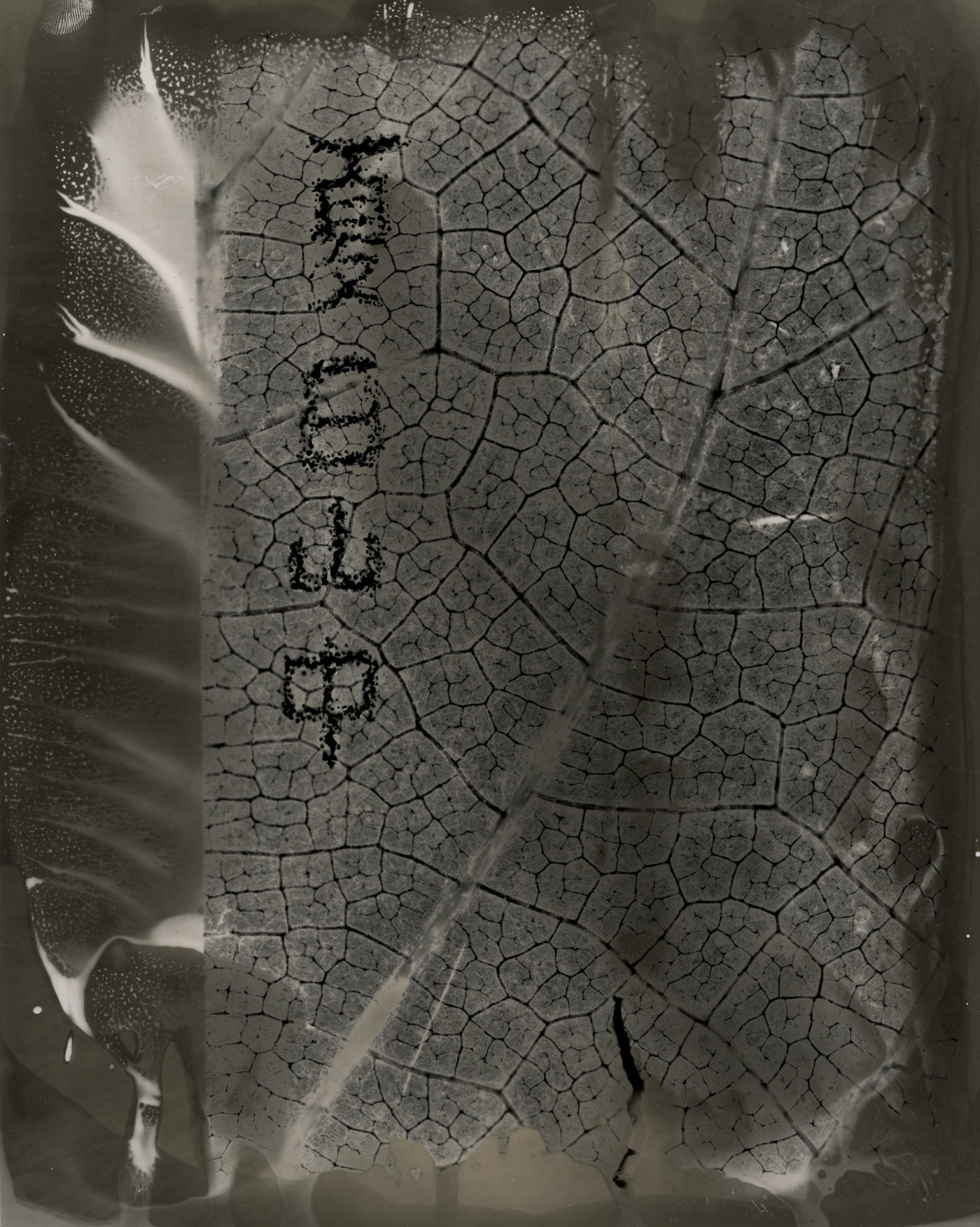 A solarized and selectively developed photographic image of a leaf that has Chinese characters poked out of it.