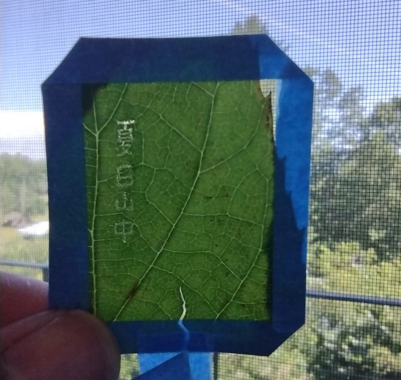 A green leaf that has Chinese characters poked out of it.